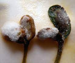 Seed Borne Fungi, Bacteria and Nematodes